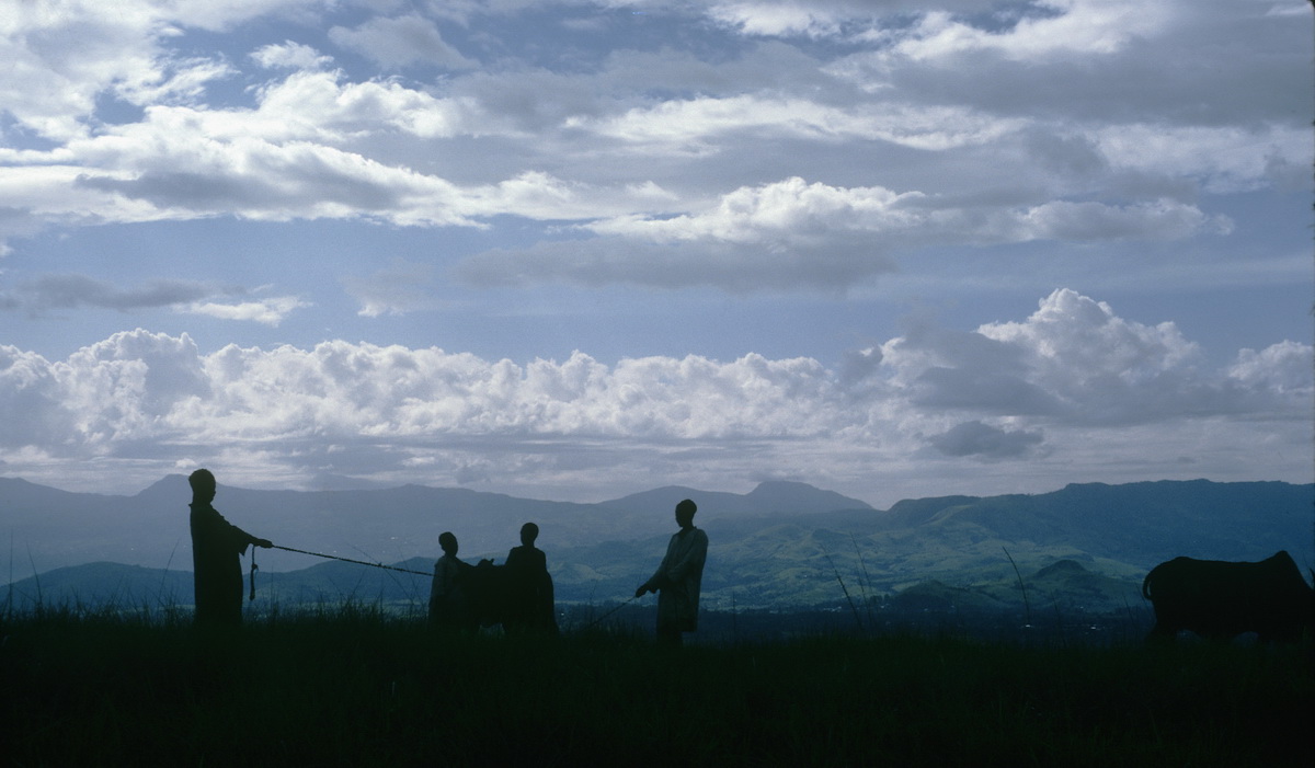 Fulani Working With Cattle, Bamenda Highlands, Cameroon