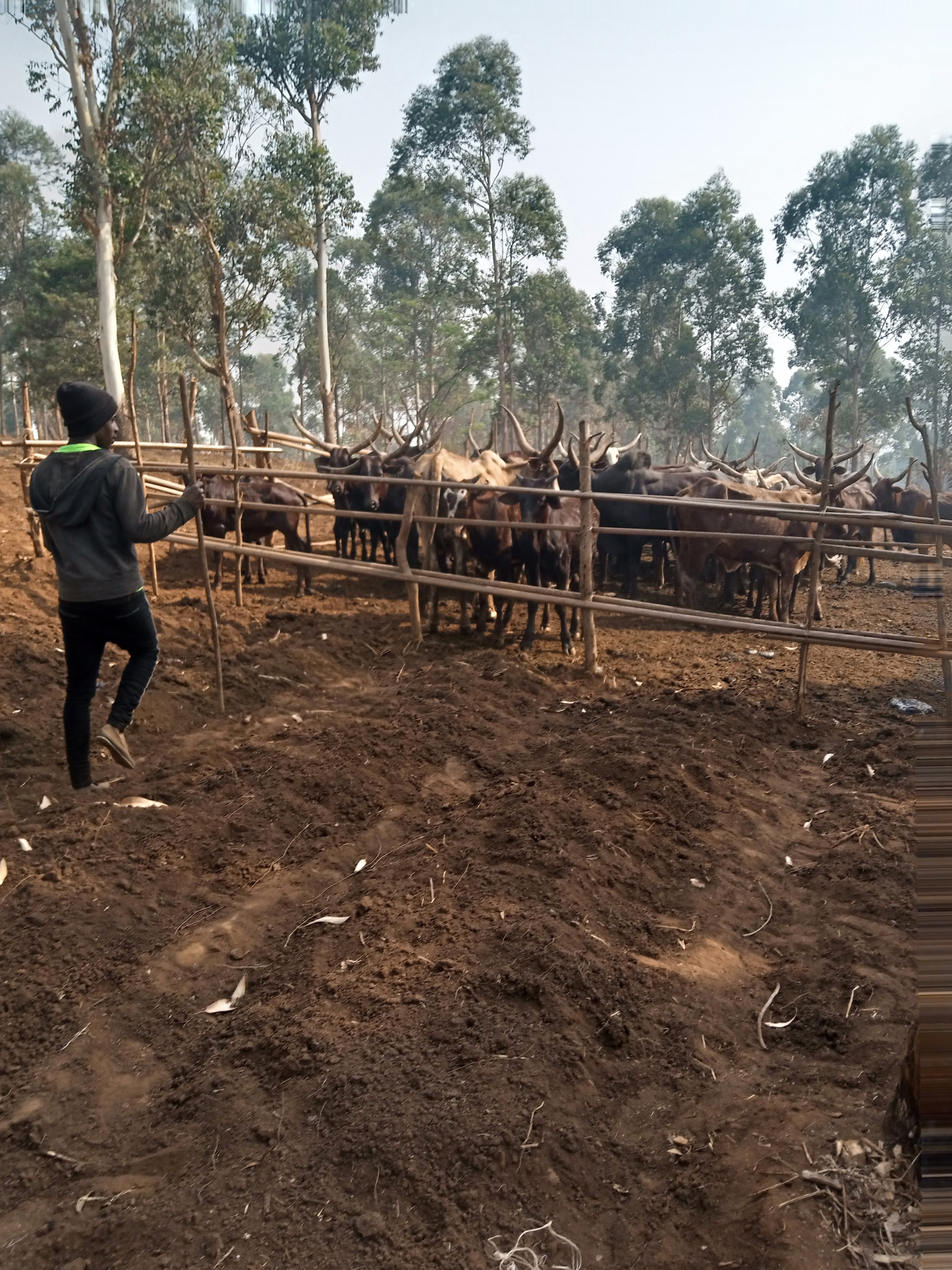 A Mbororo herder in Cameroon