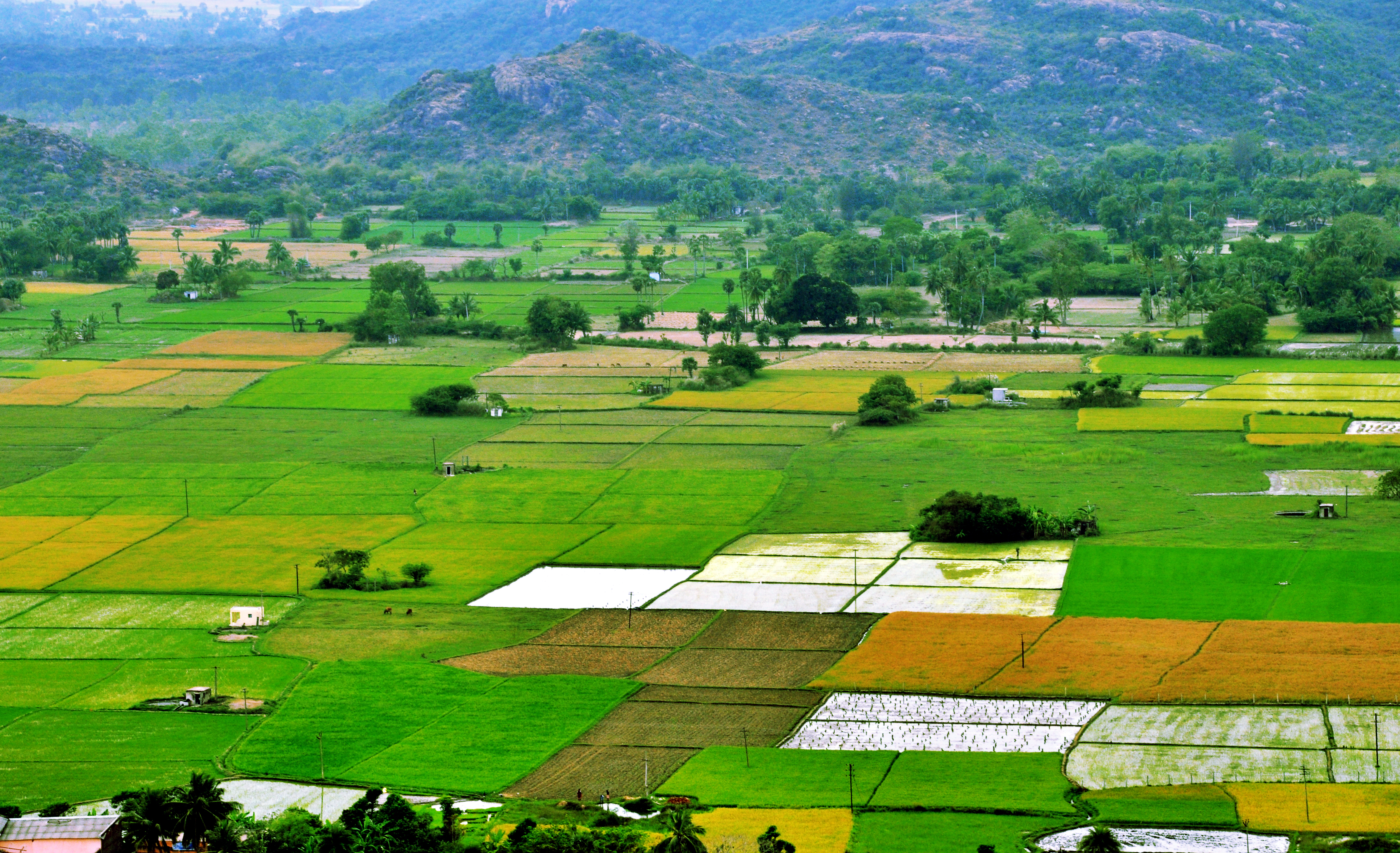 Terres cultivables en Inde