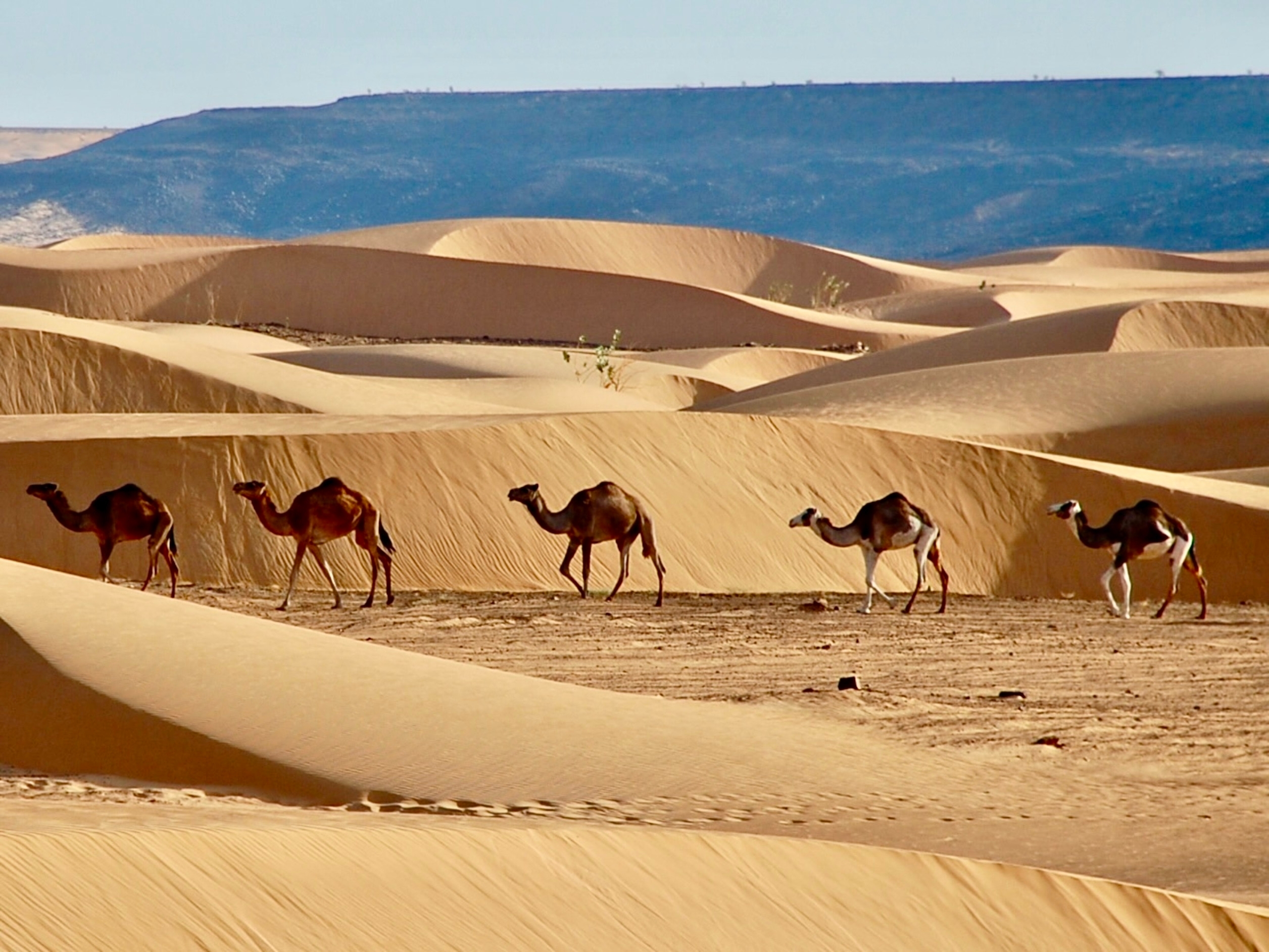 Caravan of camels walking through ochre-colored desert dunes in Mauritania's interior