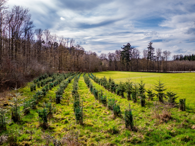 Reforestation in mixed forests by planting young trees